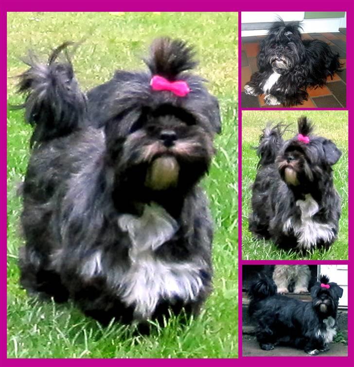 Lhasa apso JUANITA - Nitte er nu i hunde himlen ;-( billede 1