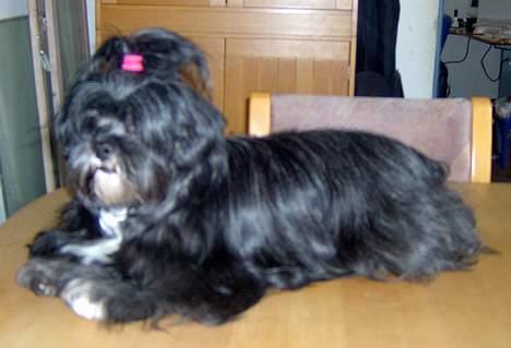 Lhasa apso JUANITA billede 2