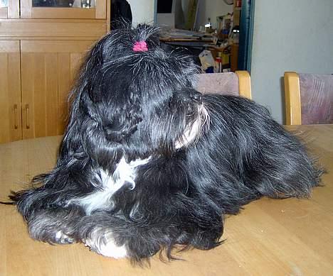 Lhasa apso JUANITA billede 3