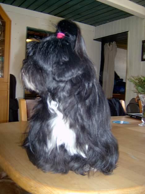 Lhasa apso JUANITA billede 4