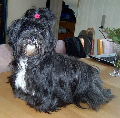 Lhasa apso JUANITA billede 5