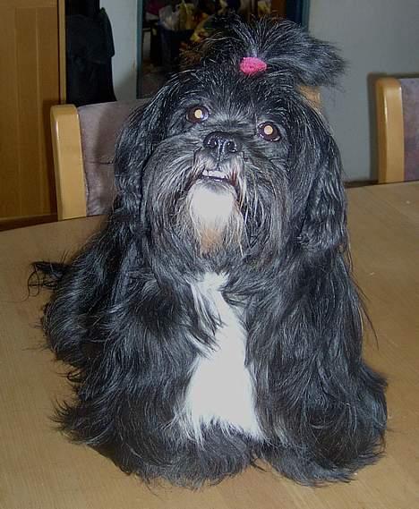 Lhasa apso JUANITA billede 6