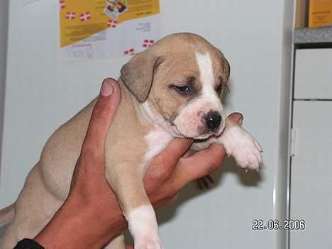 Amerikansk staffordshire terrier Xena - Det første billede af vores lille Xena-pige. Hun er da ikk til at stå for vel? billede 16