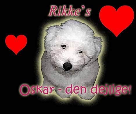 Coton de tulear Oskar - Dette billede har jeg fået af Louise og Emma. Hun er også rigtig dygtig billede 17