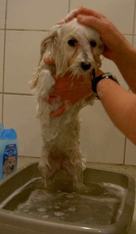 Malteser Wagge - lille hund i bad billede 8