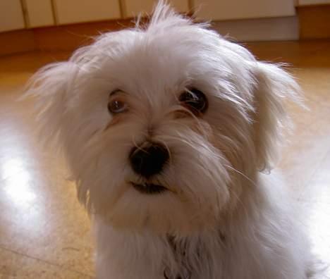 Malteser Wagge - årh, jeg er bare så sød ... billede 9