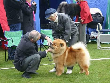 Chow chow Pelis Ringo of Flensborg - Udstilling pu-ha han vil se mine tænder billede 9