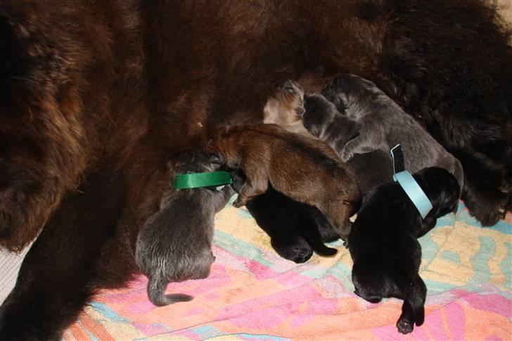 Chow chow Fun-Hais Kurona - Se hvad jeg har fået 17-10 7 stk.2sorte 2blå 1fawn han 1rød 1blå tæve billede 1