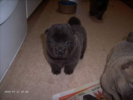 Chow chow Fun-Hais Kurona - 5 uger og jeg ser min nye  far og mor for første gang billede 2