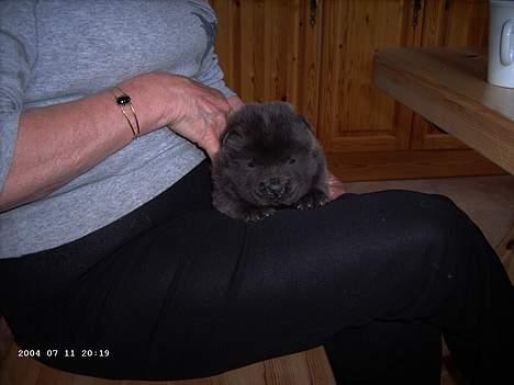 Chow chow Fun-Hais Kurona - ja så lille er jeg billede 3