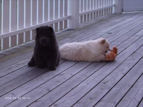 Chow chow Fun-Hais Kurona - så skal jeg 9 uger gammel med til danmark her sammen med min bror billede 4