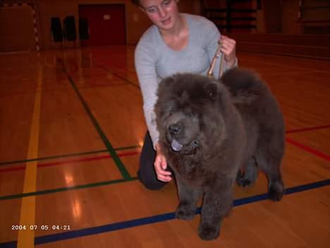 Chow chow Fun-Hais Kurona -  udstilling billede 5