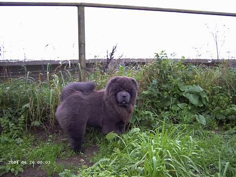 Chow chow Fun-Hais Kurona - se hvor stor jeg er blevet billede 6