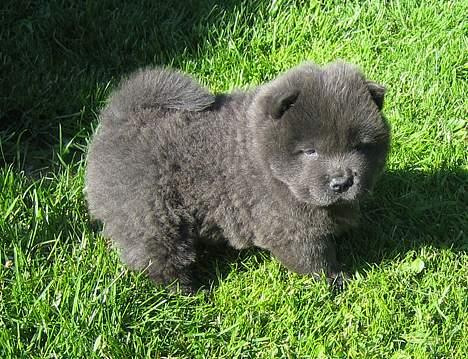 Chow chow Fun-Hais Kurona - 6uger billede 7