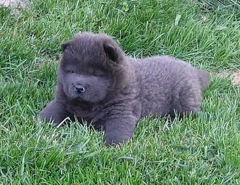 Chow chow Fun-Hais Kurona - 7 uger billede 8