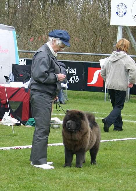 Chow chow Fun-Hais Kurona - og så lige en udstilling igen billede 9