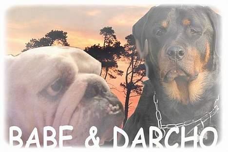 Rottweiler Darcho rip 16/10-09 billede 18