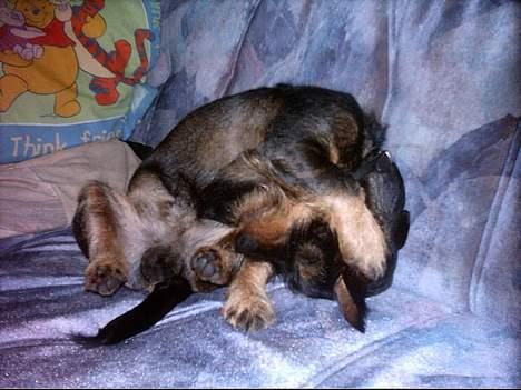 Blanding af racer Zargi - ikke kikke jeg blir genert billede 6