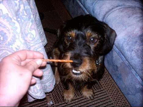 Blanding af racer Zargi - uhm saltstang billede 7