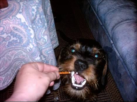 Blanding af racer Zargi - se mine bisser når jeg sætter tænderne i billede 8