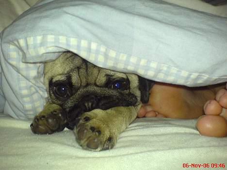 Mops Otto - Det her må jeg kun når far ikke er hjemme:) han er alt for lidt væk:) billede 7