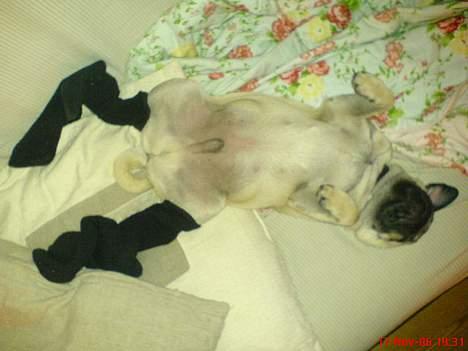 Mops Otto - Låner li´fars sokker  billede 8