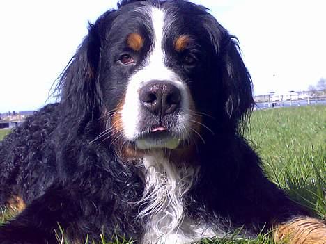 Berner sennenhund Batman (Død dec.09) - Batman rækker tunge .. billede 9