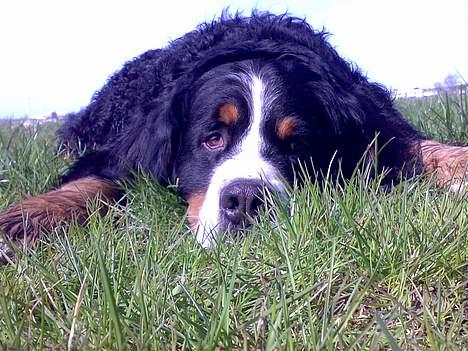 Berner sennenhund Batman (Død dec.09) - Sagde hun "DÆK" ..? billede 10