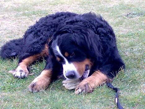 Berner sennenhund Batman (Død dec.09) - Batman med tyggeben billede 11