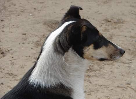 Collie korthåret Annika. I hundehimlen nu billede 8