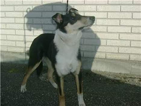 Collie korthåret Annika. I hundehimlen nu billede 9