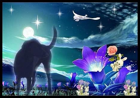 Blanding af racer Andrea (doberdor) Afdød billede 14