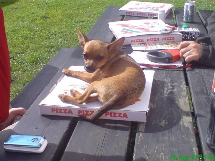 Blanding af racer |Chi/DP| Lasse prinsen - Der er da ikk noget bedre man ka bruge en pizzabakke til ;D billede 1