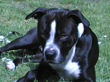 Amerikansk staffordshire terrier Nemo billede 1