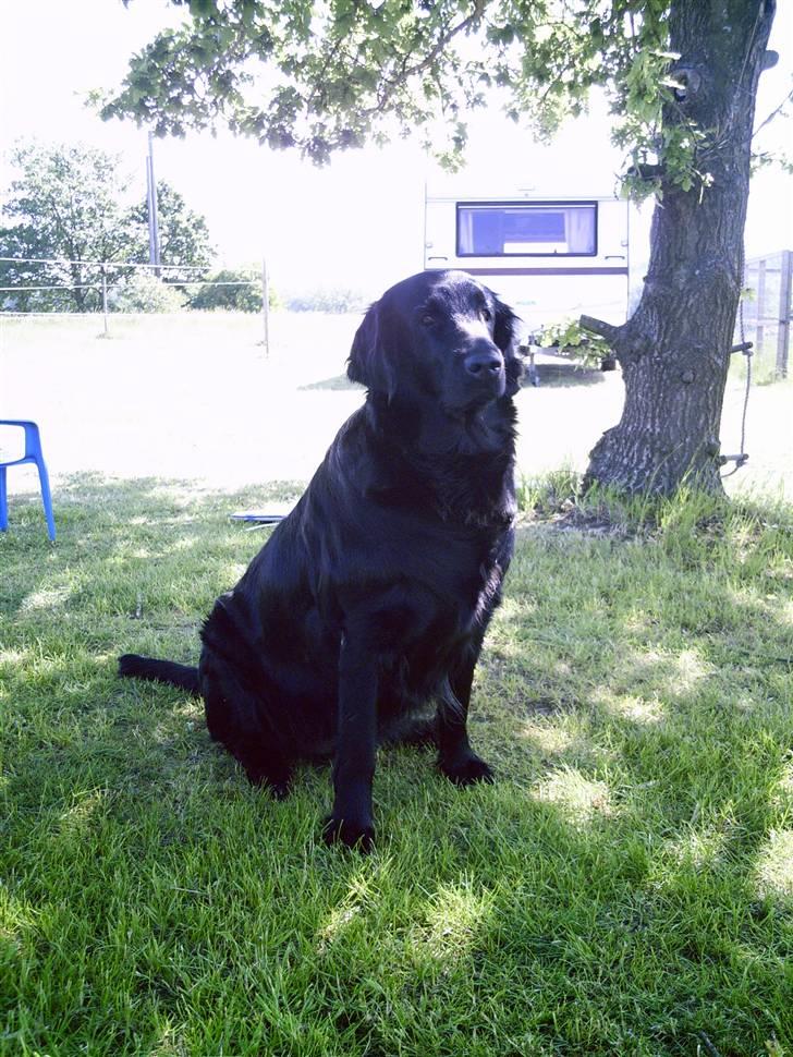 Flat coated retriever Tinke - Igen! billede 13