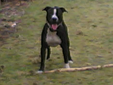 Amerikansk staffordshire terrier Nemo billede 2