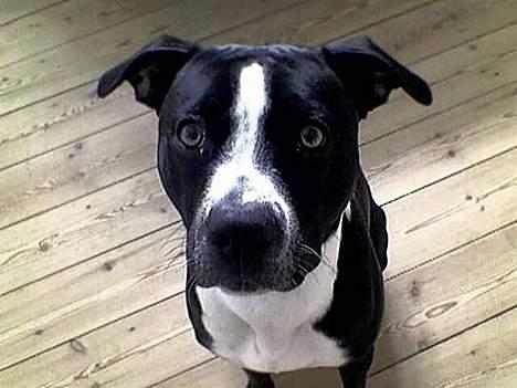 Amerikansk staffordshire terrier Nemo billede 3