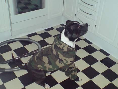 Amerikansk staffordshire terrier Nemo billede 4