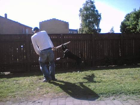 Amerikansk staffordshire terrier Nemo billede 5