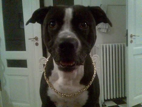 Amerikansk staffordshire terrier Nemo billede 6