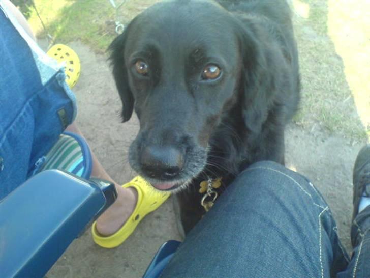 Blanding af racer Locky <3 r.i.p :'( - F o r d i  d u  e r  h u n d e n  i  m i t  l i v  ! billede 2