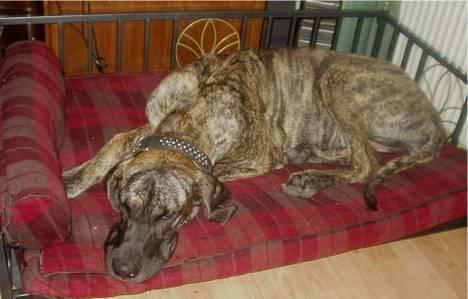 Grand danois CLEO II billede 11