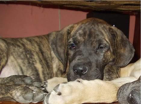 Grand danois CLEO II billede 12