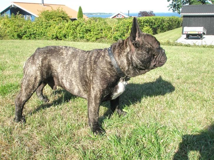 Fransk bulldog Barney of sweet angel - Mor synes jeg er lækker i profil :-) billede 14