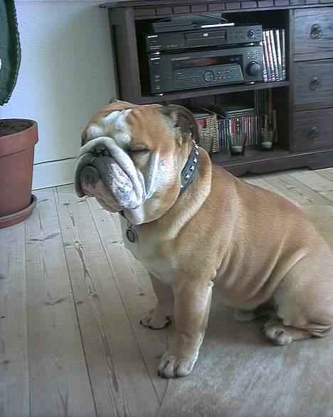 Engelsk bulldog baloo  - jeg er godt nok ved at være meget træt! billede 14