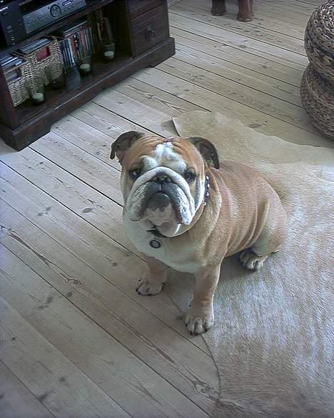 Engelsk bulldog baloo  billede 15