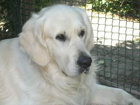 Golden retriever Maxey - Aflivet 06-12-2013 billede 10