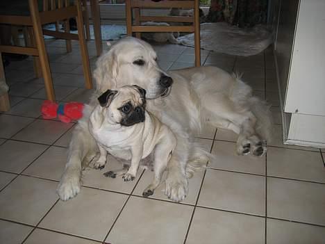 Golden retriever Maxey - Aflivet 06-12-2013 billede 11