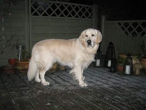 Golden retriever Maxey - Aflivet 06-12-2013 billede 12