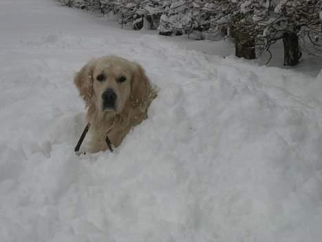 Golden retriever Maxey - Aflivet 06-12-2013 billede 13